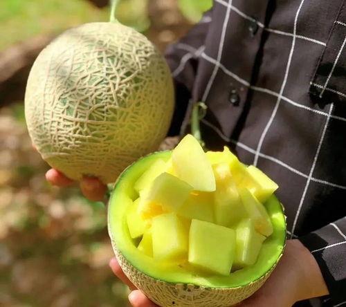 娱乐吃瓜的瓜哪里来的,探寻网络热词背后的故事  第2张 娱乐吃瓜的瓜哪里来的,探寻网络热词背后的故事  第2张