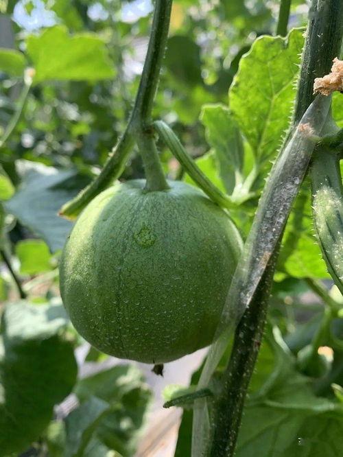 娱乐吃瓜的瓜哪里来的,探寻网络热词背后的故事  第3张 娱乐吃瓜的瓜哪里来的,探寻网络热词背后的故事  第3张